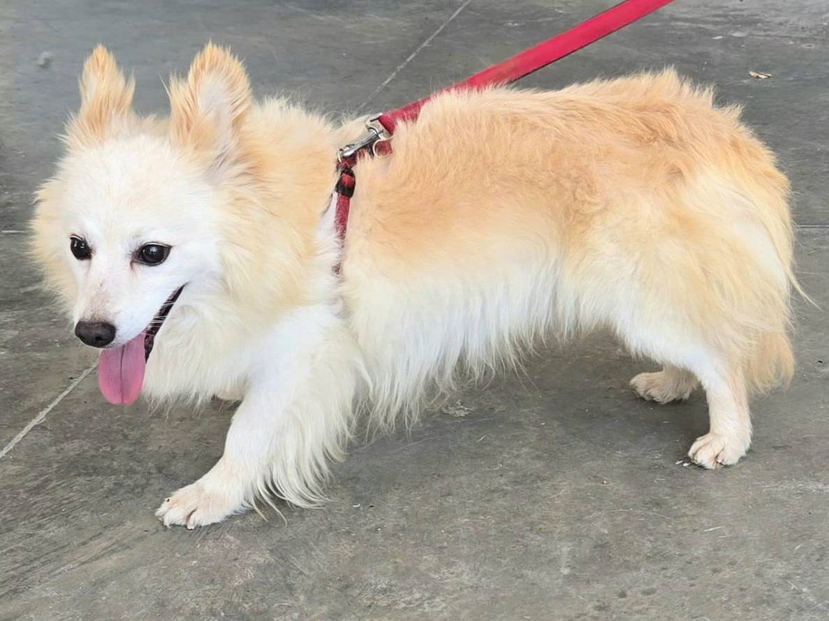Adotta il cane Linus a Teramo