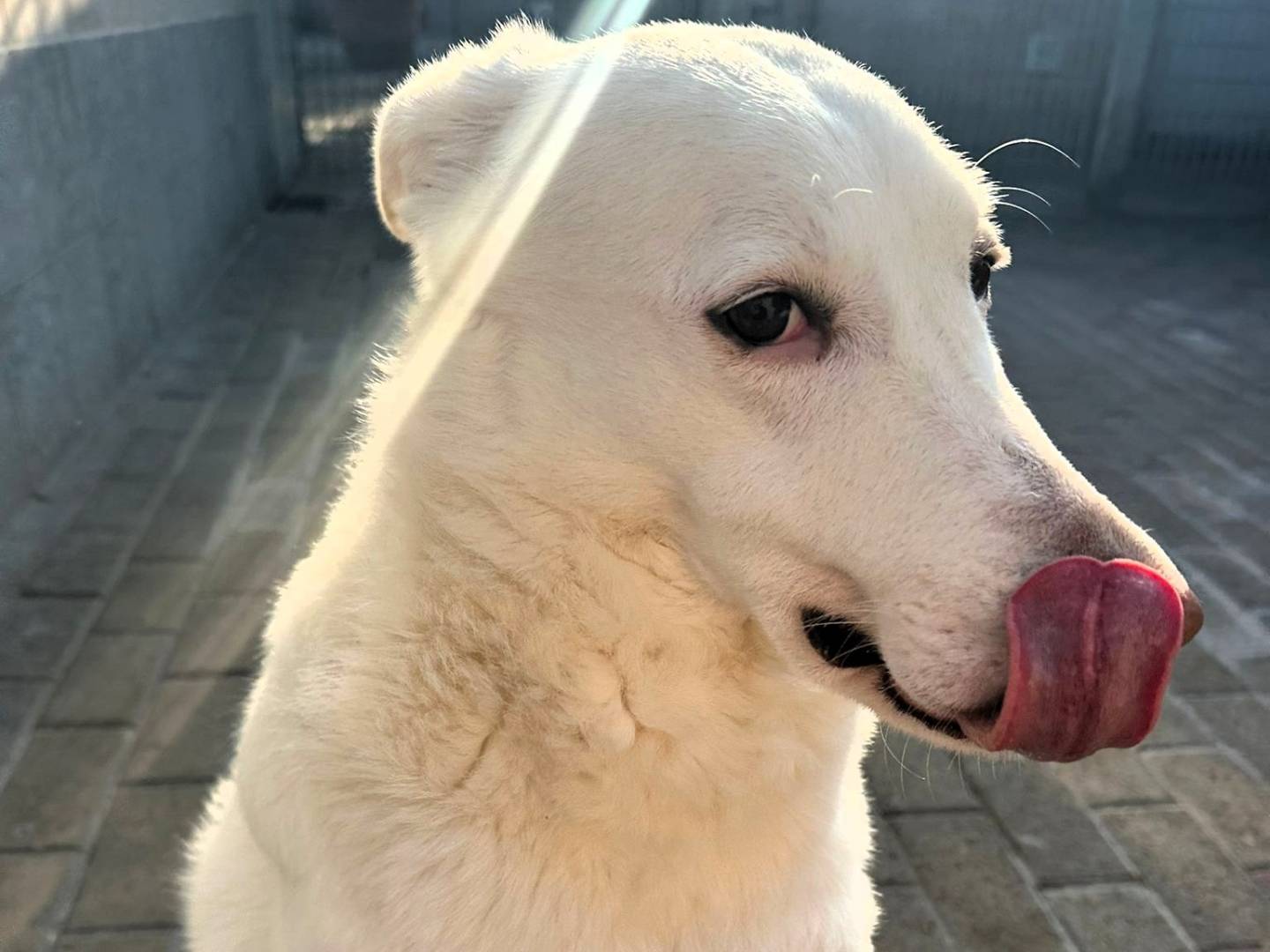 Adotta un cane, femmina, 5 anni e 5 mesi, Milano