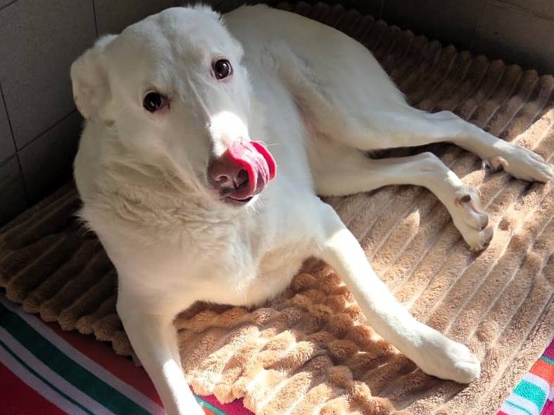 Adotta un cane, taglia media, femmina, Milano