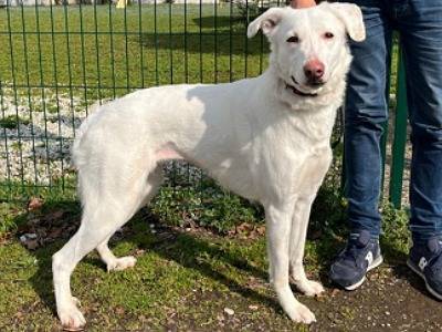 Vuoi adottare un cane a Milano?