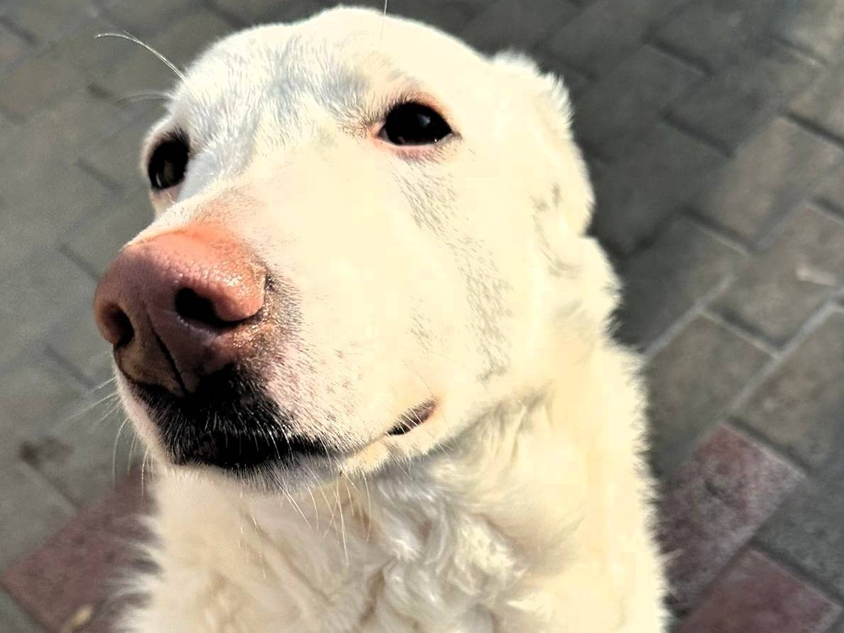 Adotta il cane GENNA a Milano