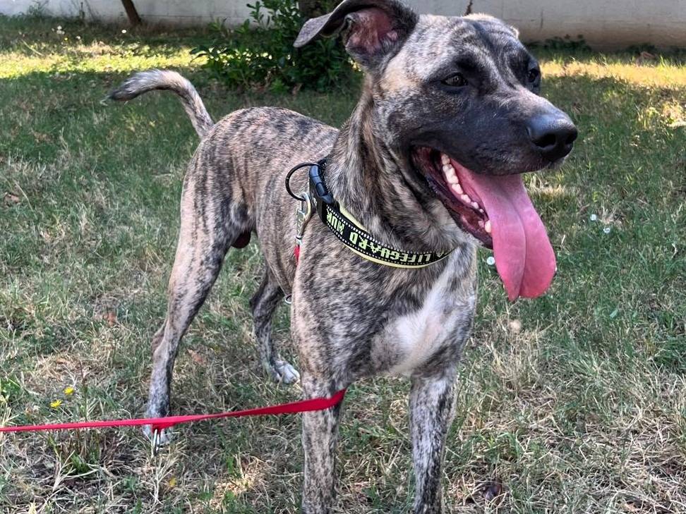 Adozione cane, maschio, Razza sconosciuta Razza sconosciuta, 1 anno e 1 mese, taglia grande, Milano