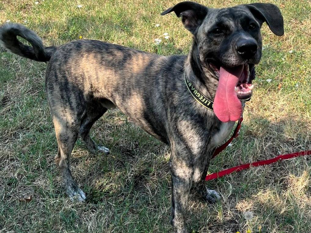 Adotta un cane, maschio, 1 anno e 1 mese, Milano