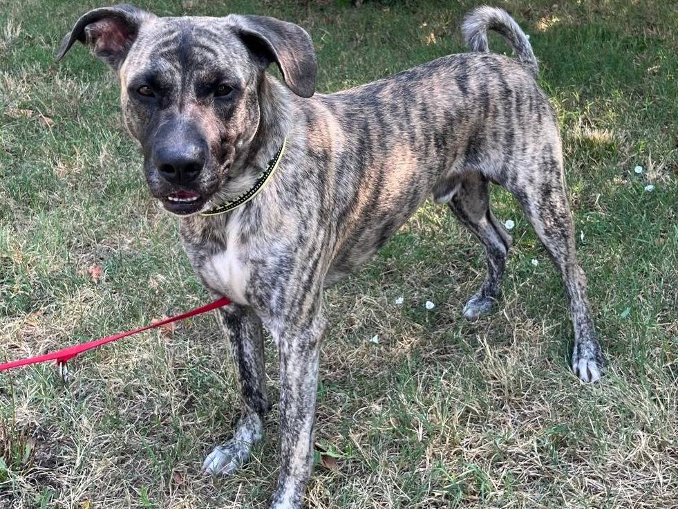 Adotta un cane, taglia grande, maschio, Milano