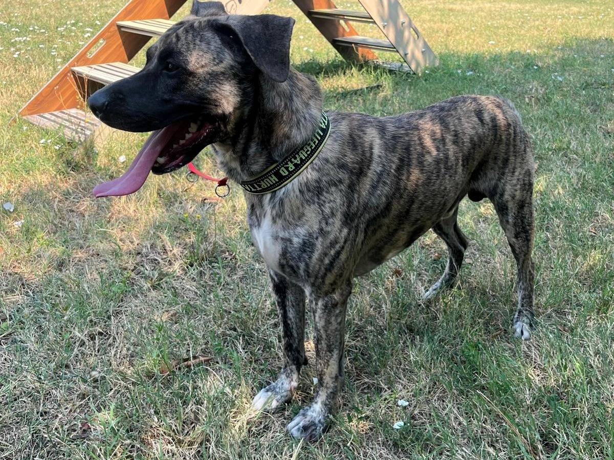 Vuoi adottare un cane a Milano?