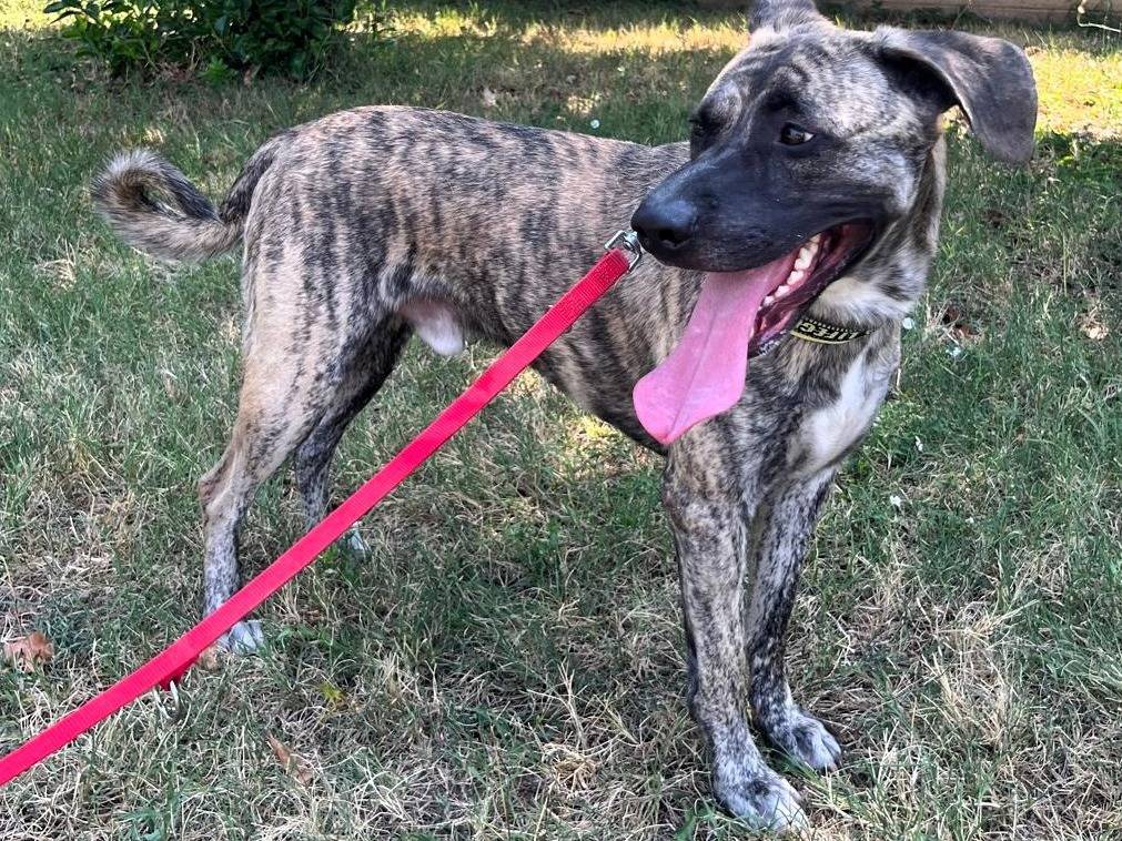 Adotta il cane VITO a Milano
