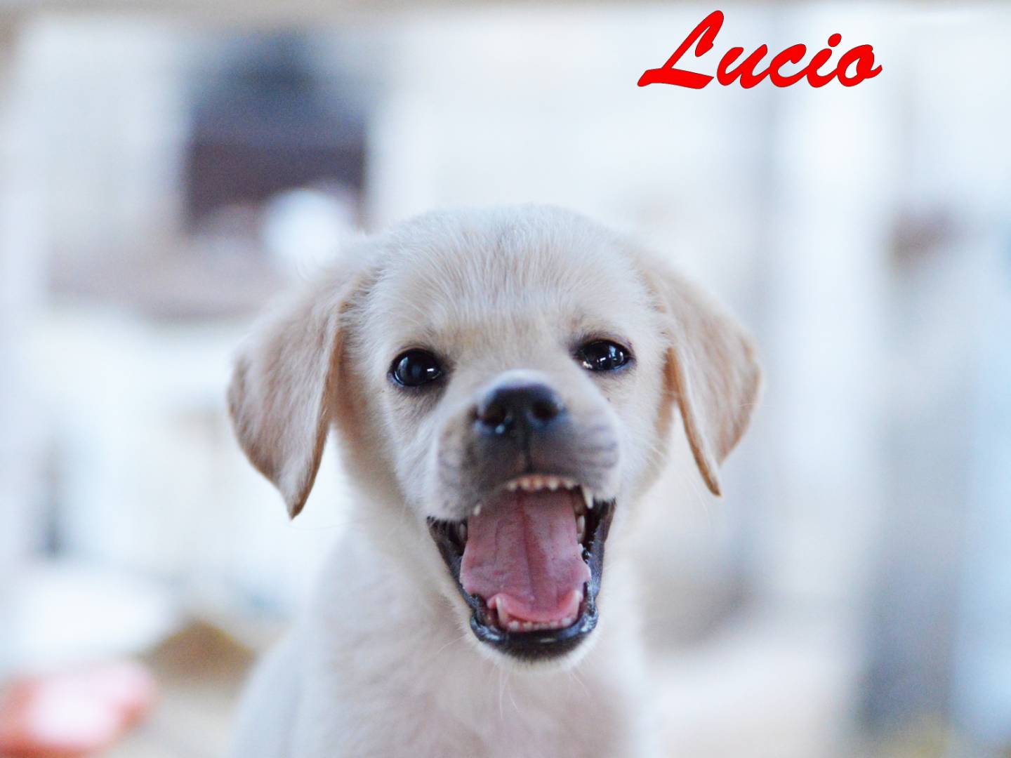 Adozione cane, maschio, Labrador Retriever Razza sconosciuta, 3 mesi, taglia media, Torino