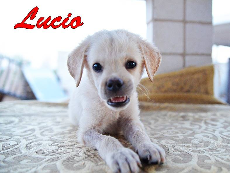 Adotta un cane, maschio, 3 mesi, Torino