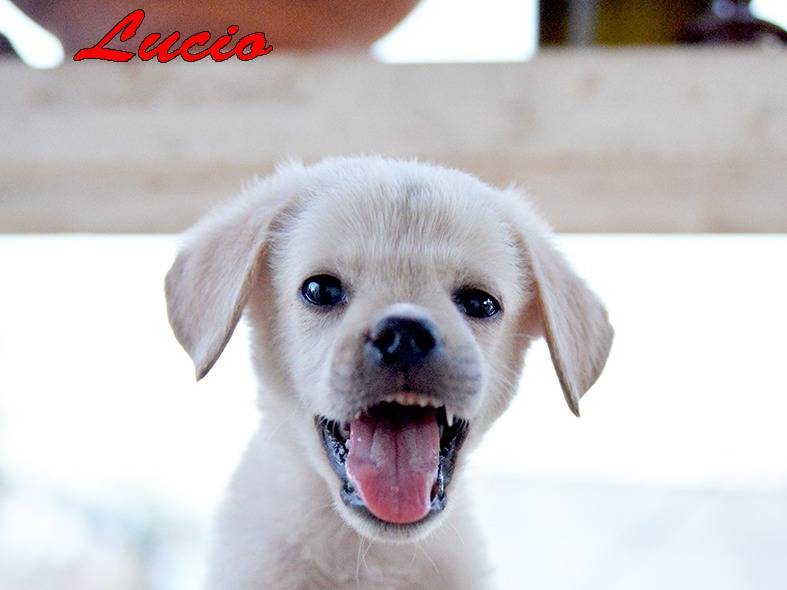 Adotta un cane, taglia media, maschio, Torino