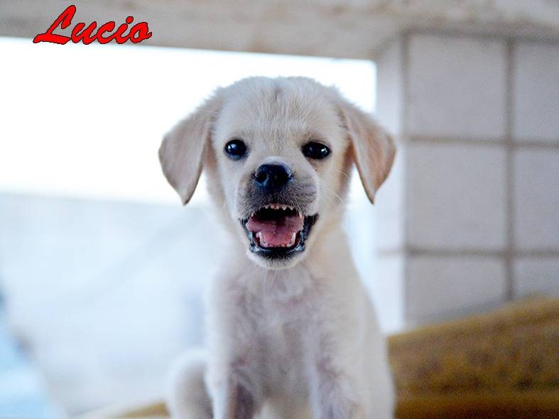 Vuoi adottare un cane a Torino?