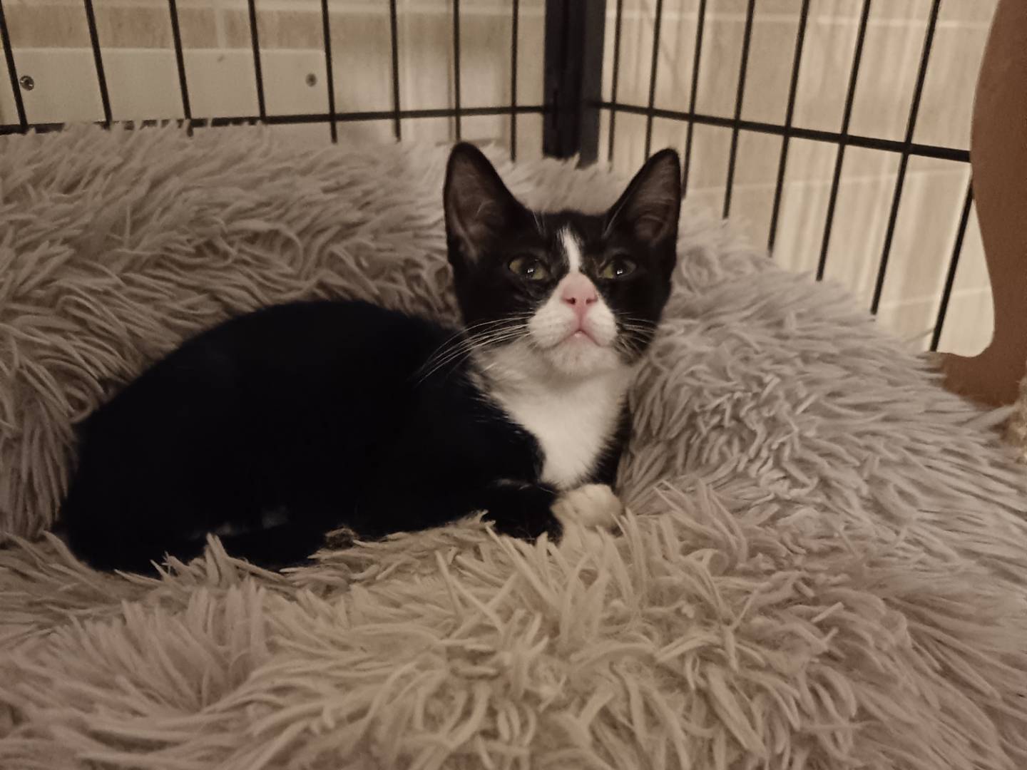 Adozione gatto, femmina, Razza sconosciuta Razza sconosciuta, 4 mesi, taglia non valida, Barletta