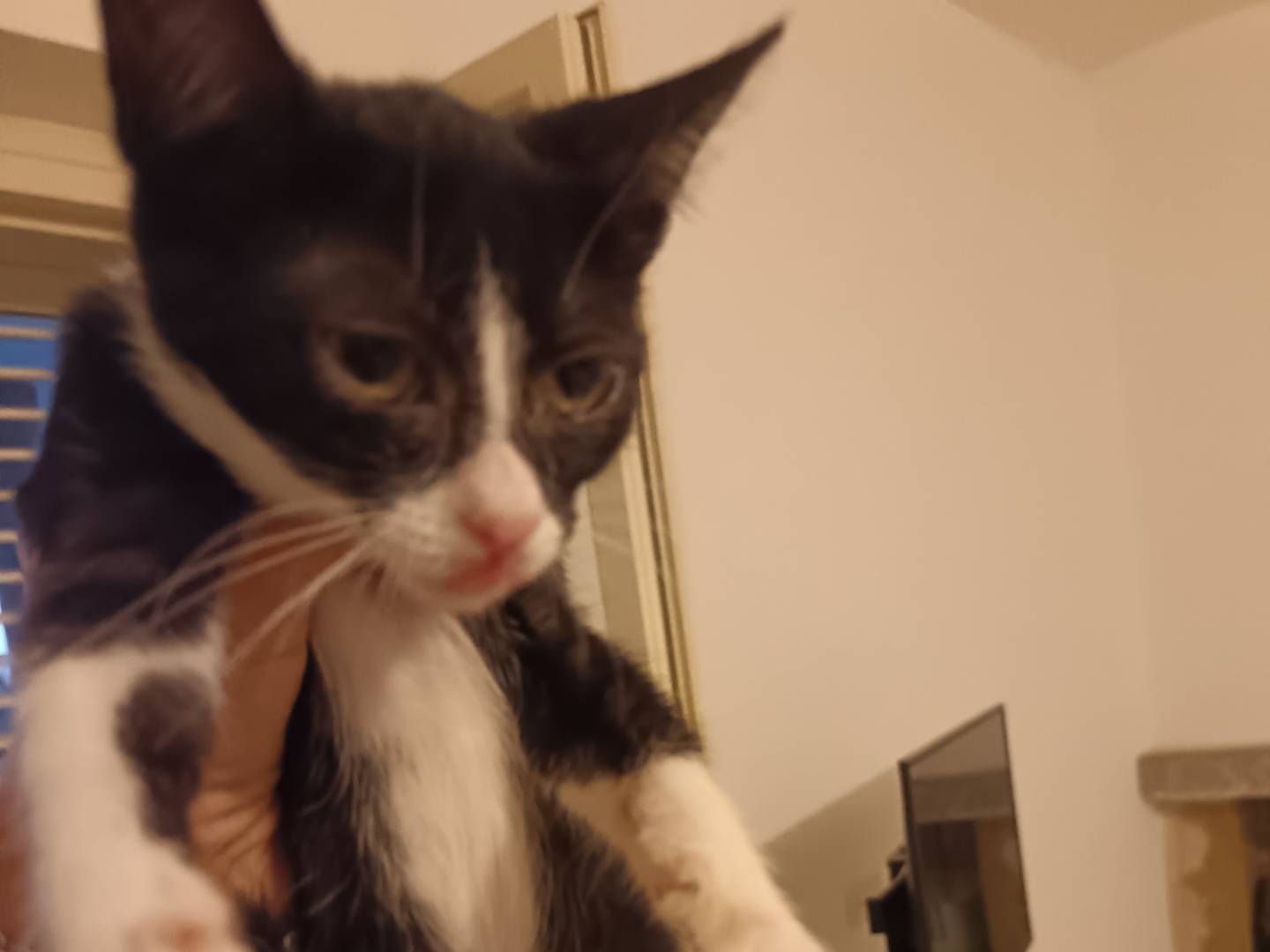 Adotta un gatto, femmina, 4 mesi, Barletta