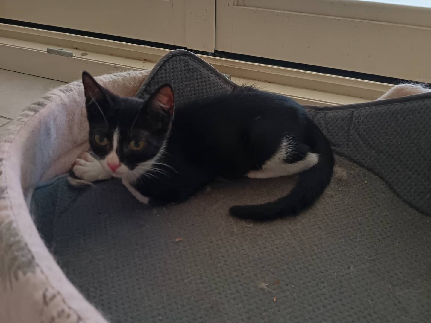 Adotta un gatto, taglia non valida, femmina, Barletta