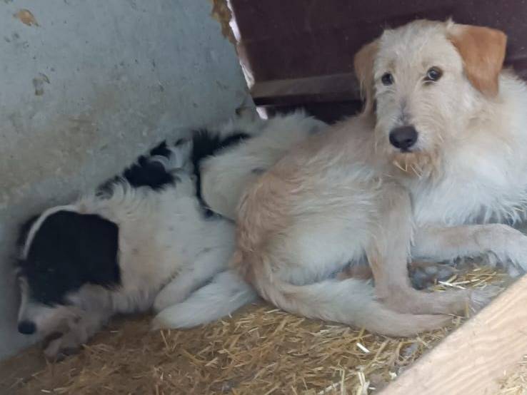 Adozione cane, maschio, Razza sconosciuta Razza sconosciuta, 2 anni e 7 mesi, taglia media, Bologna