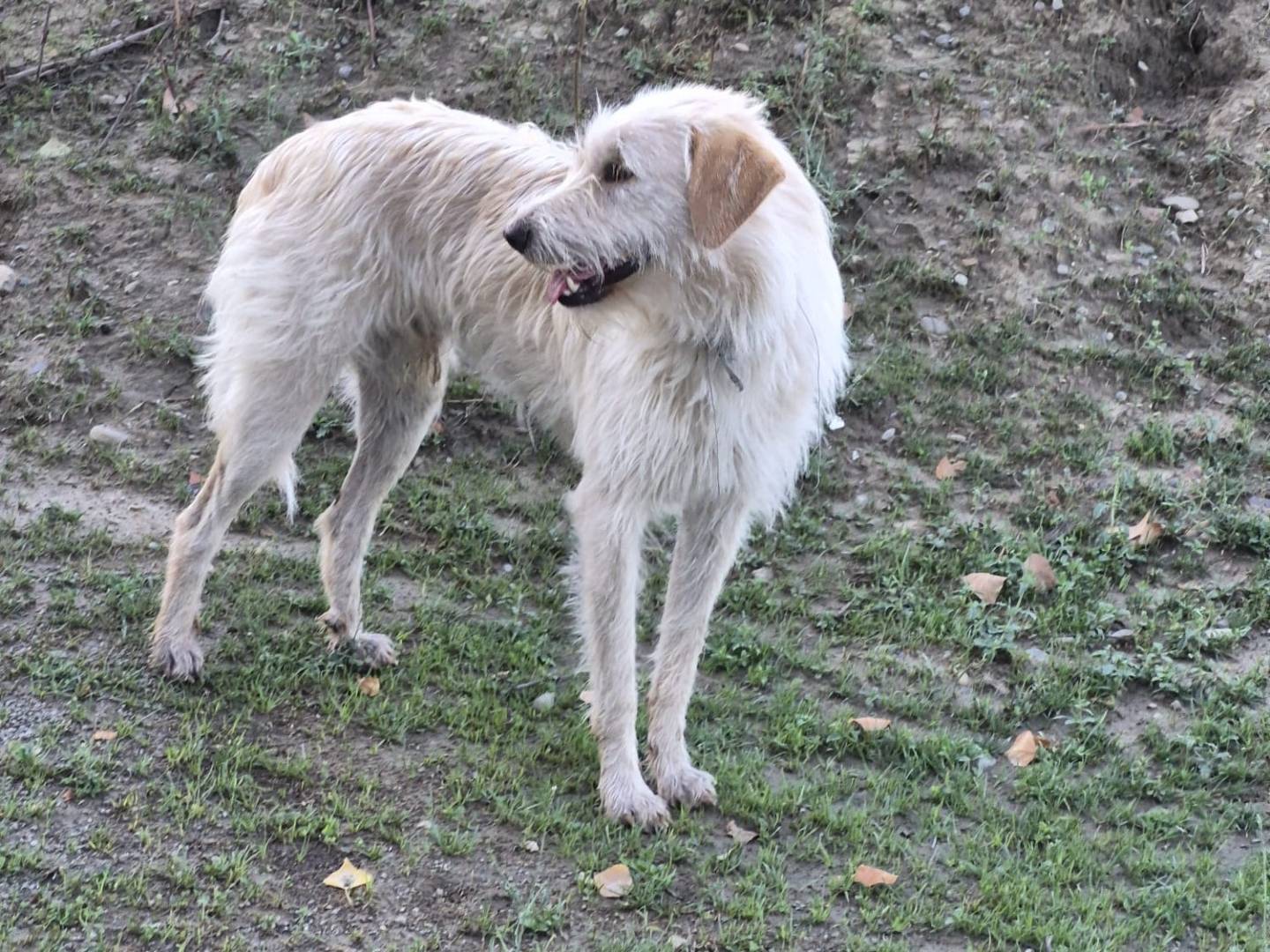 Adotta un cane, maschio, 2 anni e 7 mesi, Bologna