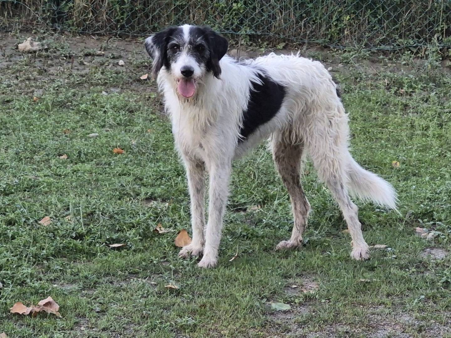 Adotta un cane, taglia media, maschio, Bologna