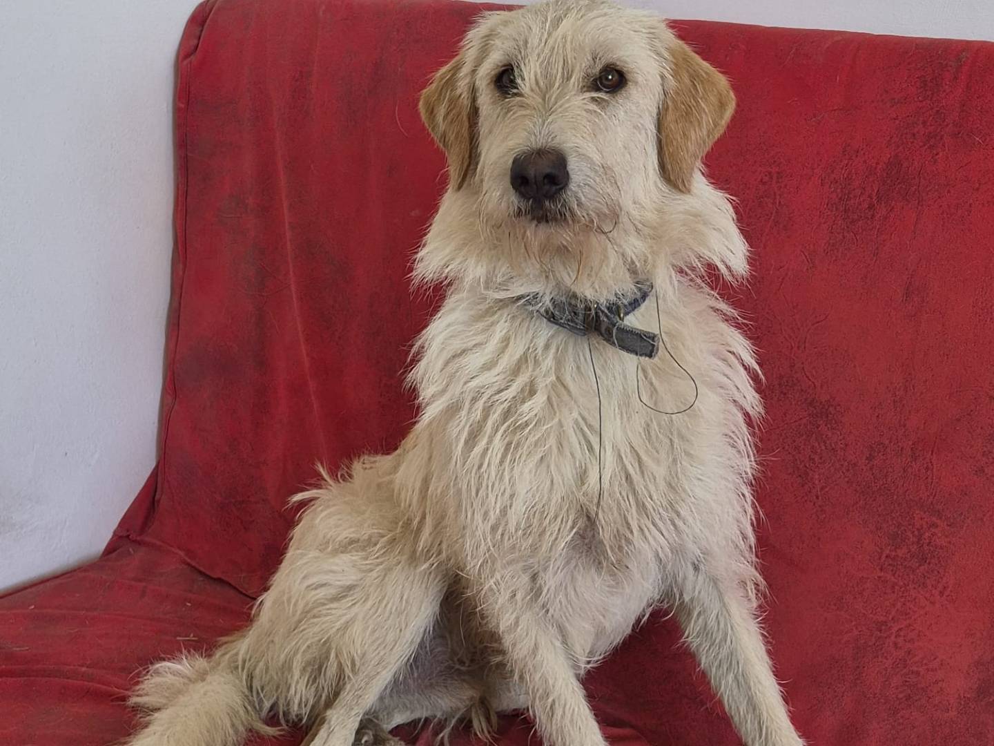 Vuoi adottare un cane a Bologna?