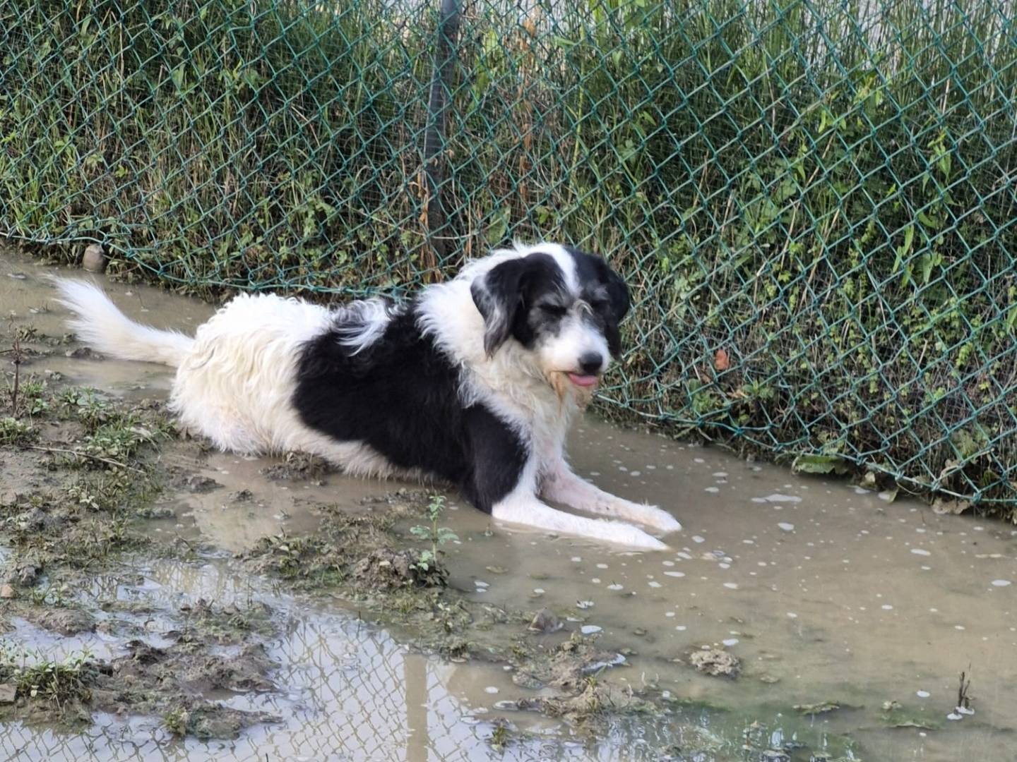 Adotta il cane PAPILLON E GILDA a Bologna