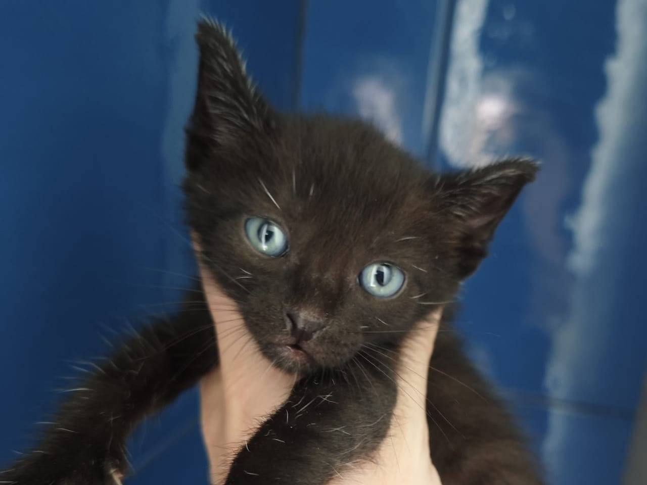 Adozione gatto, maschio, Razza sconosciuta Razza sconosciuta, 2 mesi, taglia non valida, Catanzaro