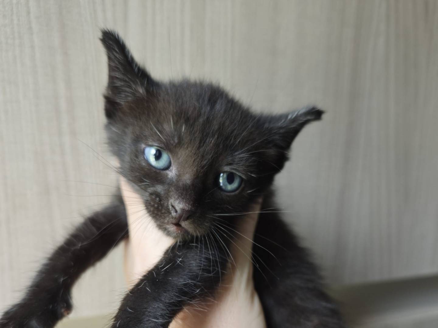 Adotta un gatto, maschio, 2 mesi, Catanzaro