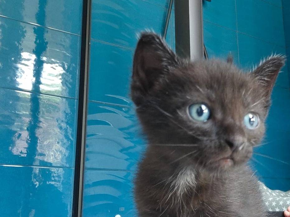 Adotta un gatto, taglia non valida, maschio, Catanzaro