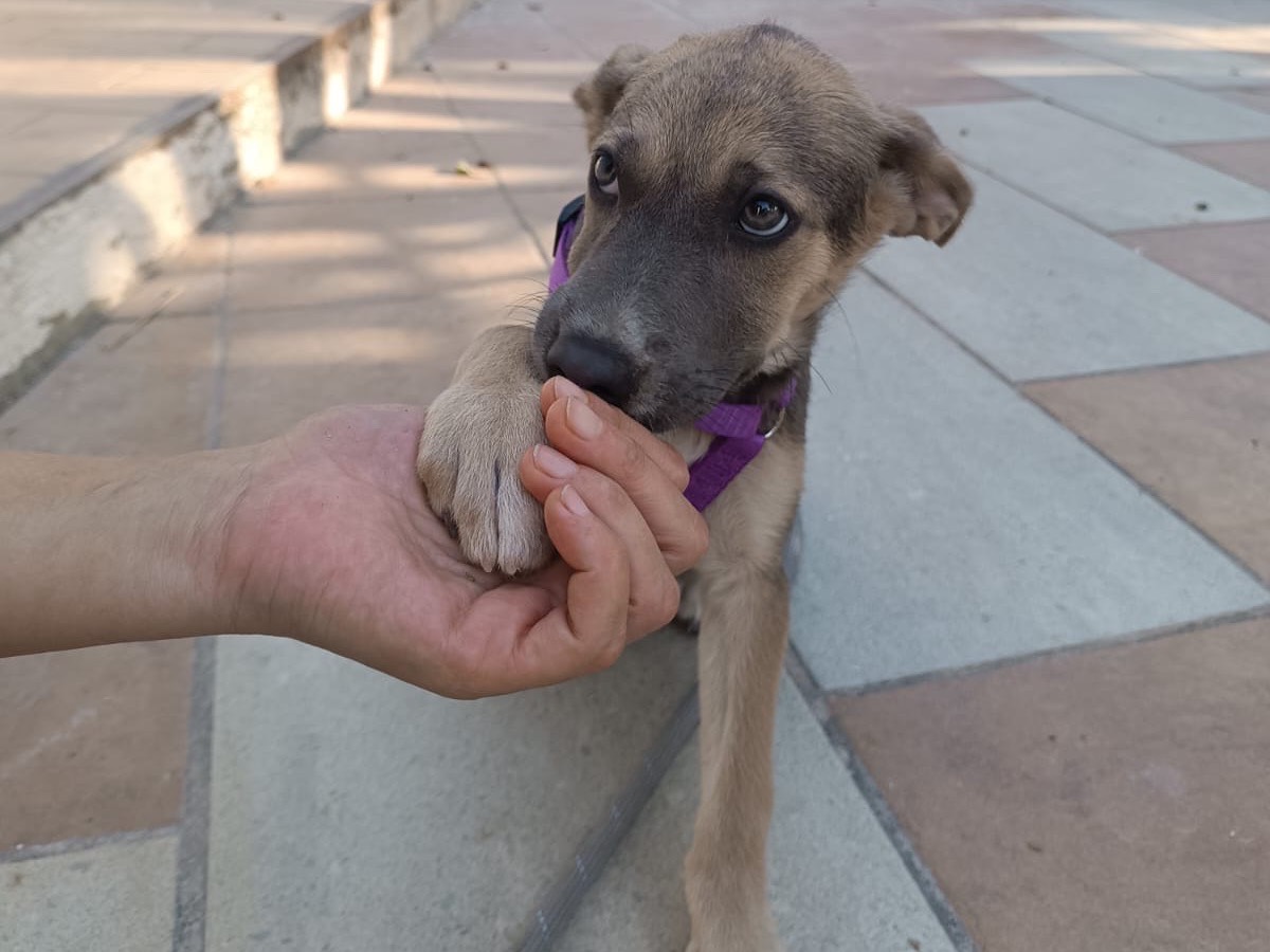 Adotta un cane, femmina, 3 mesi, Vibo