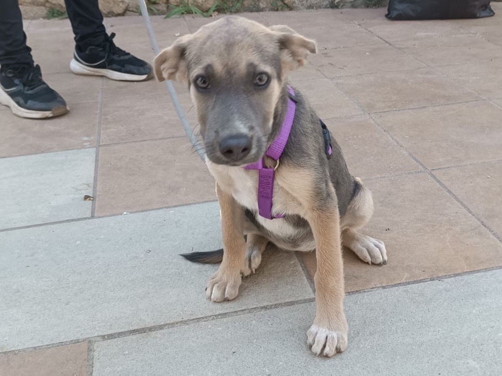 Adozione cane, femmina, Razza sconosciuta Razza sconosciuta, 3 mesi, taglia media, Vibo