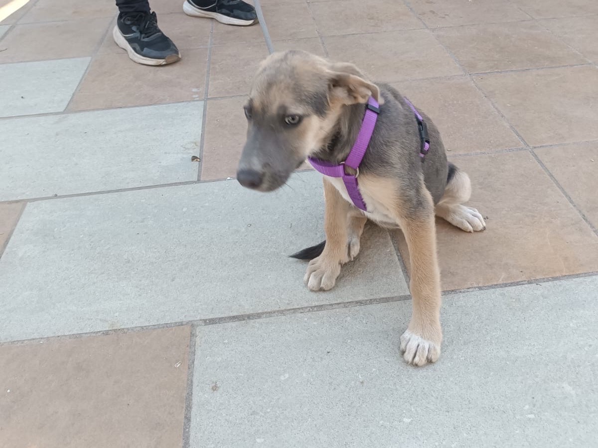 Vuoi adottare un cane a Vibo?