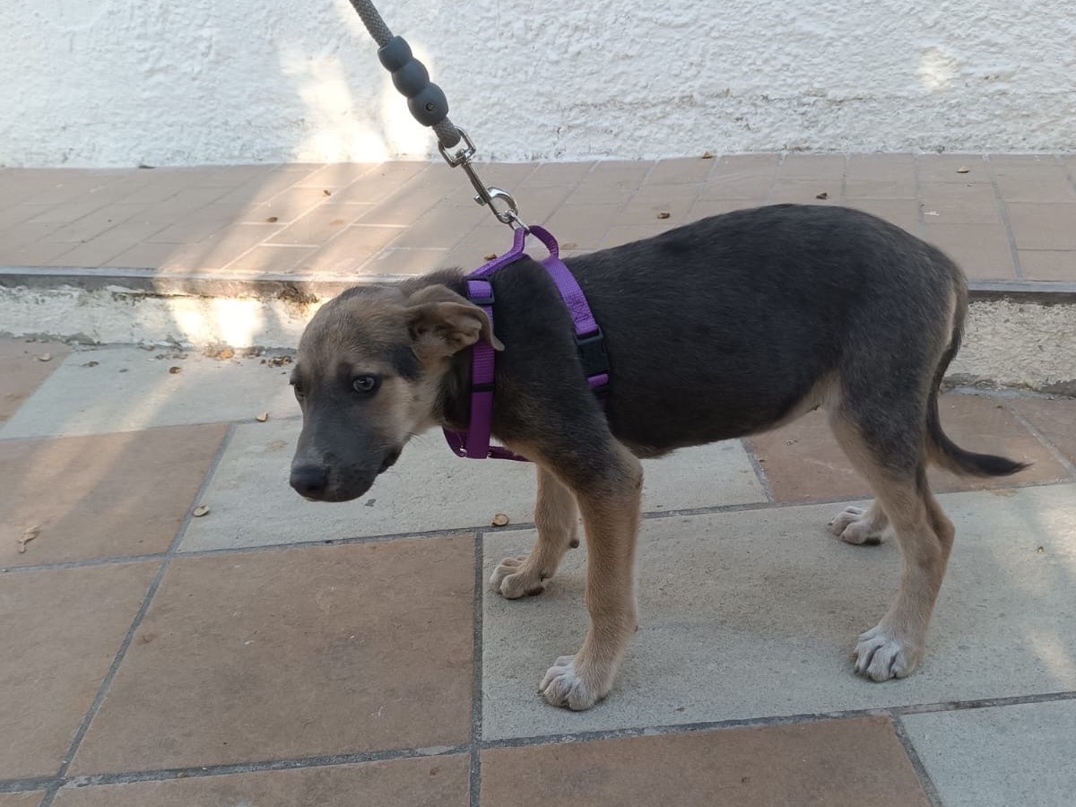 Adotta il cane Giada a Vibo