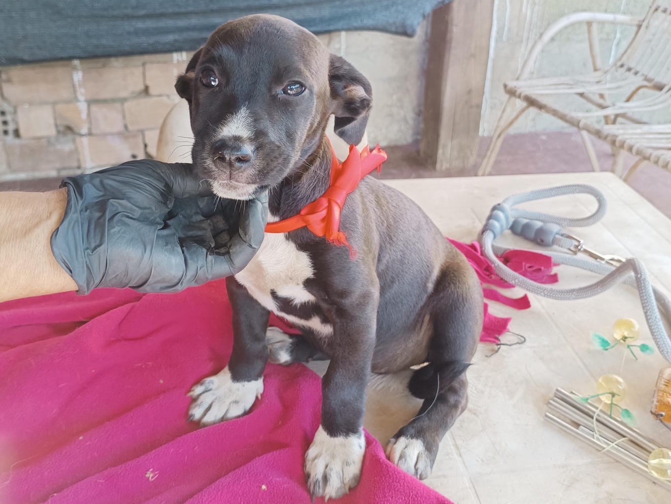 Adozione cane, femmina, Razza sconosciuta Razza sconosciuta, 4 mesi, taglia media, Vibo