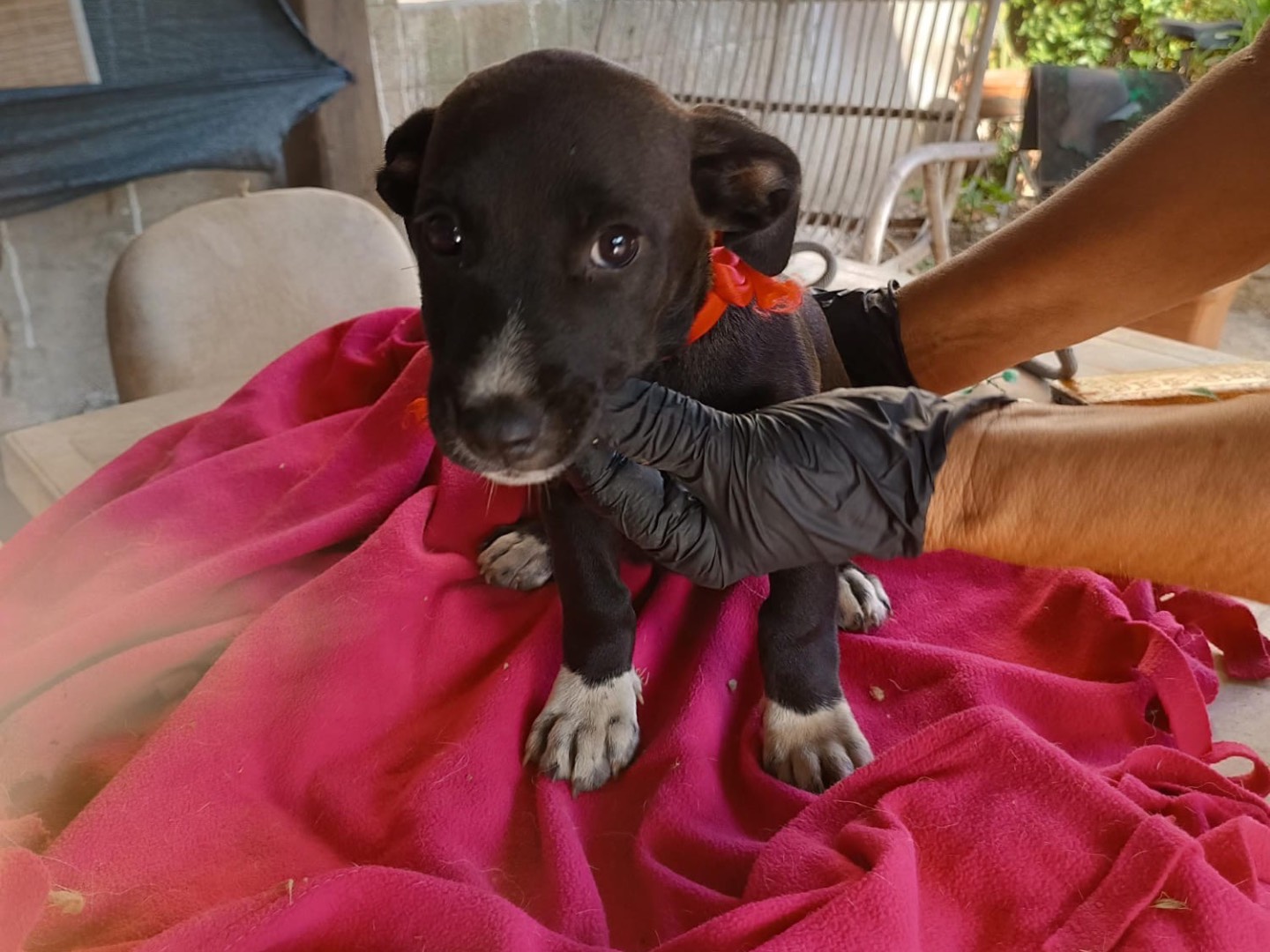 Adotta un cane, femmina, 4 mesi, Vibo