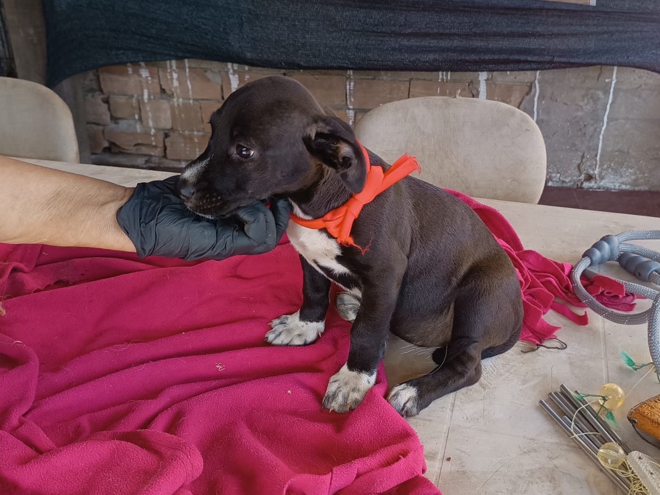 Adotta un cane, taglia media, femmina, Vibo