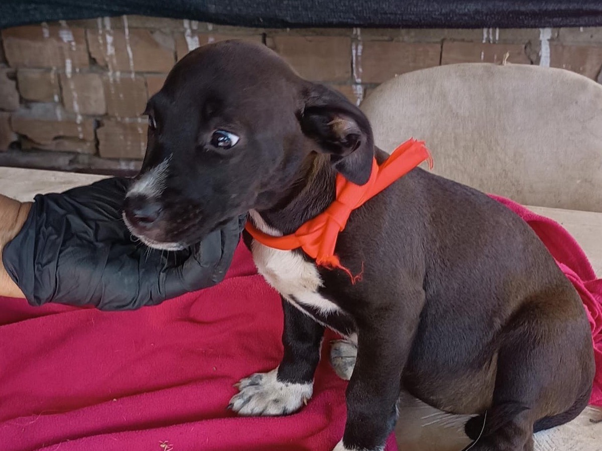 Adotta il cane Jolie a Vibo