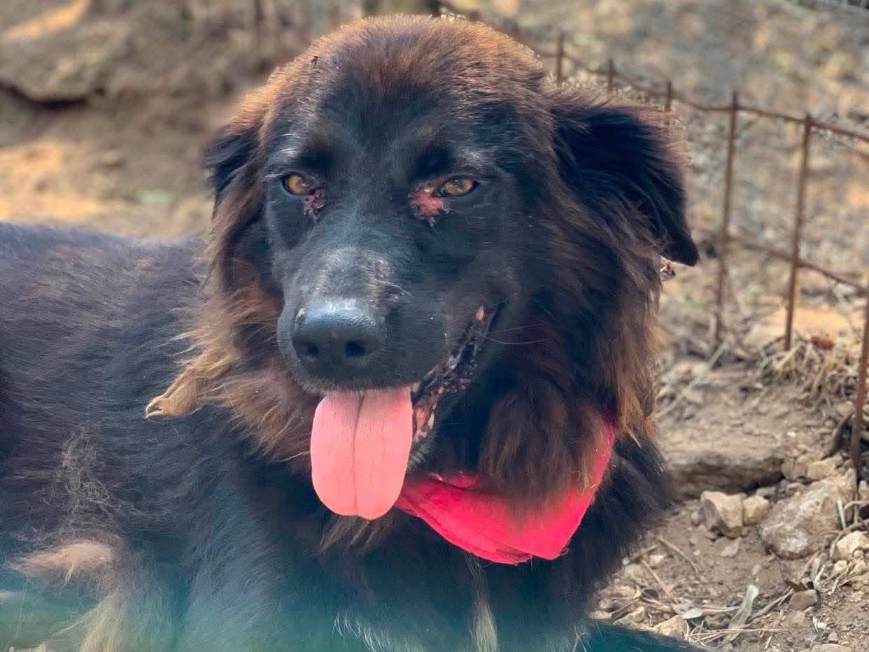Adotta il cane Hennè a Latina