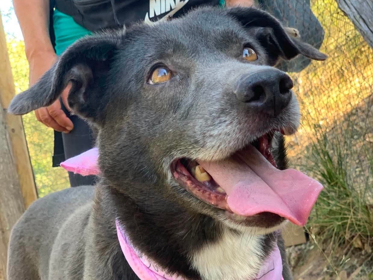 Adozione cane, femmina, Razza sconosciuta Razza sconosciuta, 6 anni e 2 mesi, taglia media, Latina
