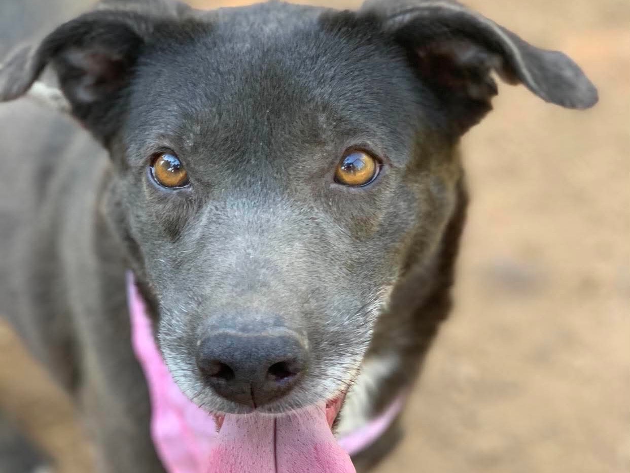 Adotta un cane, femmina, 6 anni e 2 mesi, Latina