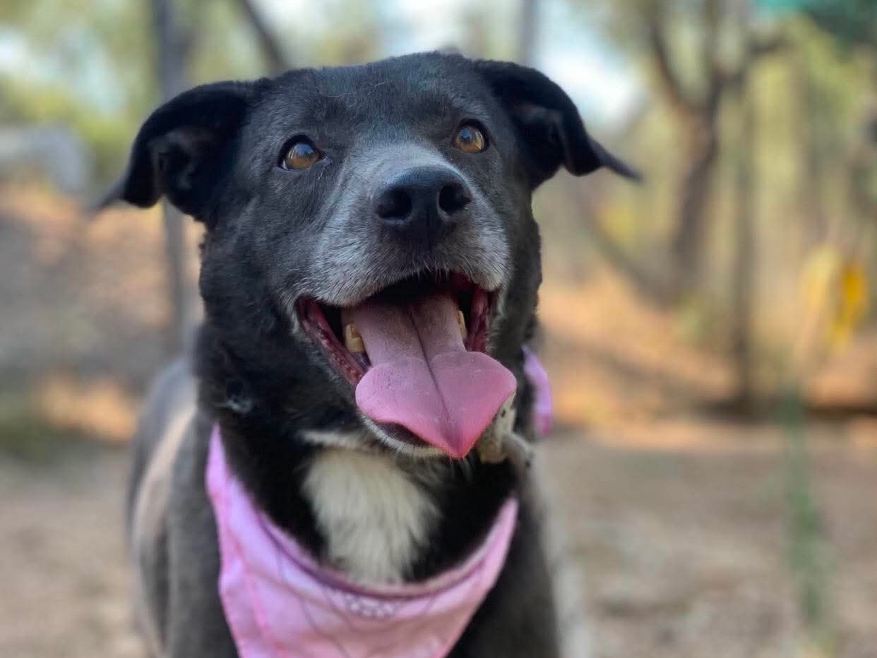 Adotta un cane, taglia media, femmina, Latina