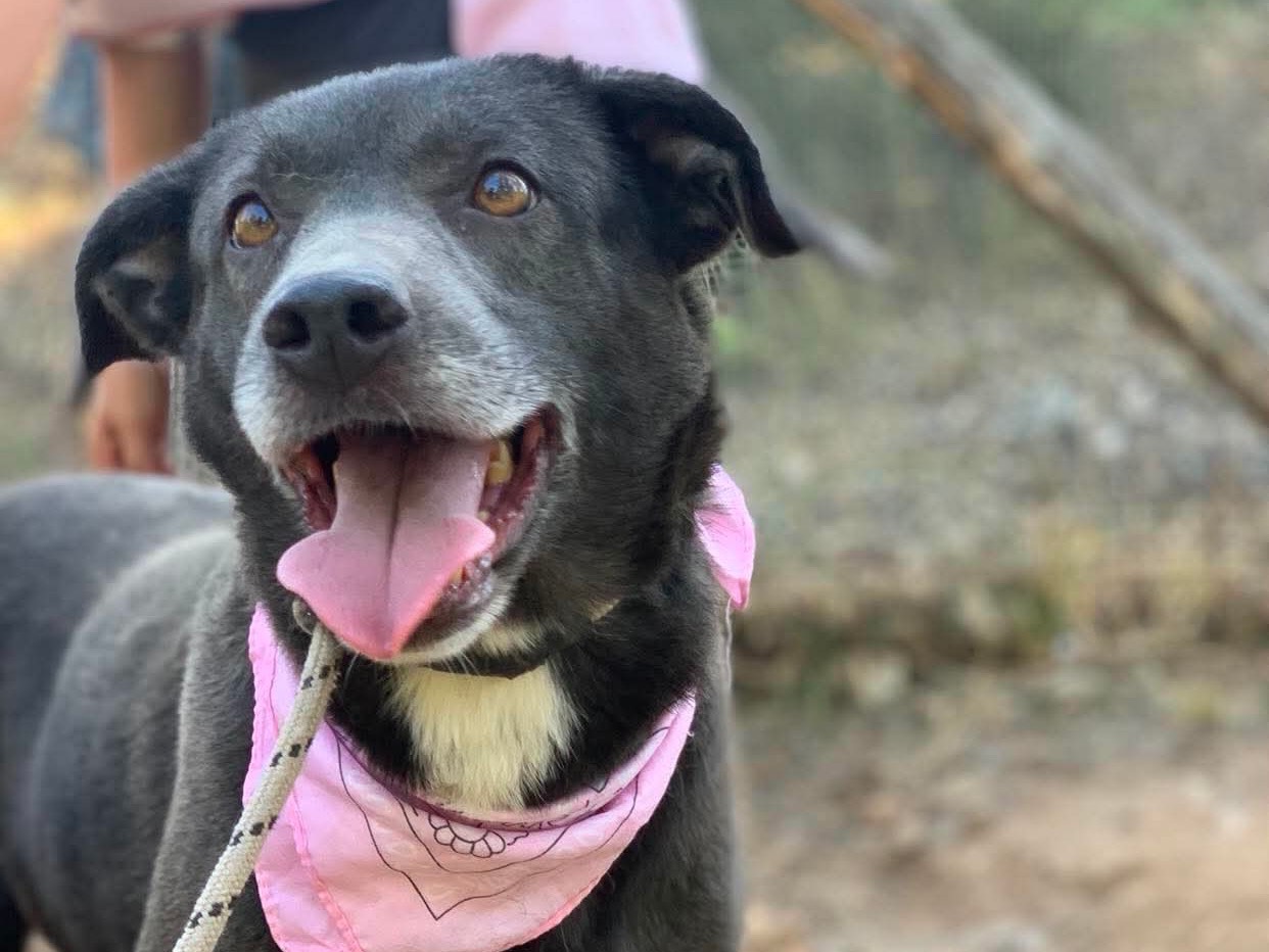 Vuoi adottare un cane a Latina?