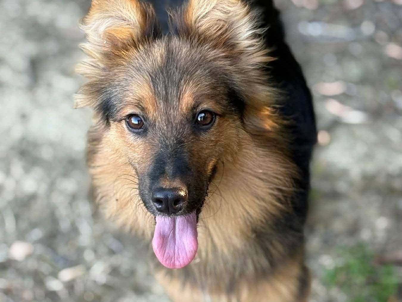 Adotta un cane, maschio, 2 anni e 2 mesi, Firenze
