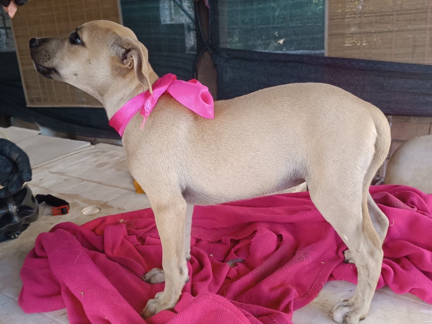 Adotta un cane, femmina, 4 mesi, Vibo