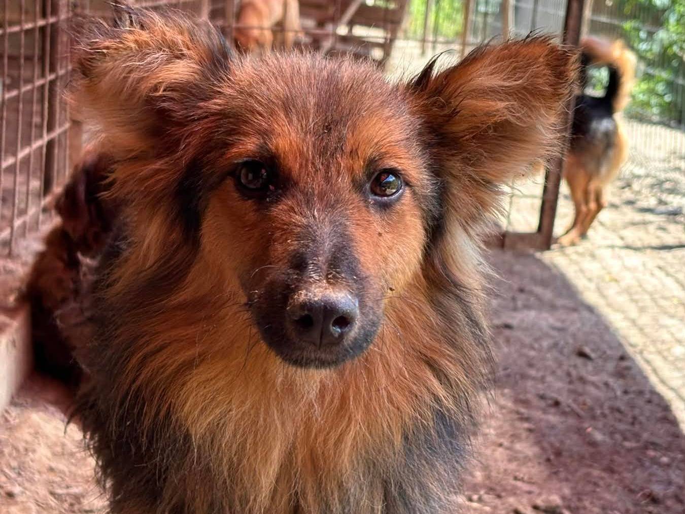 Adotta il cane CHIARLIE a Firenze
