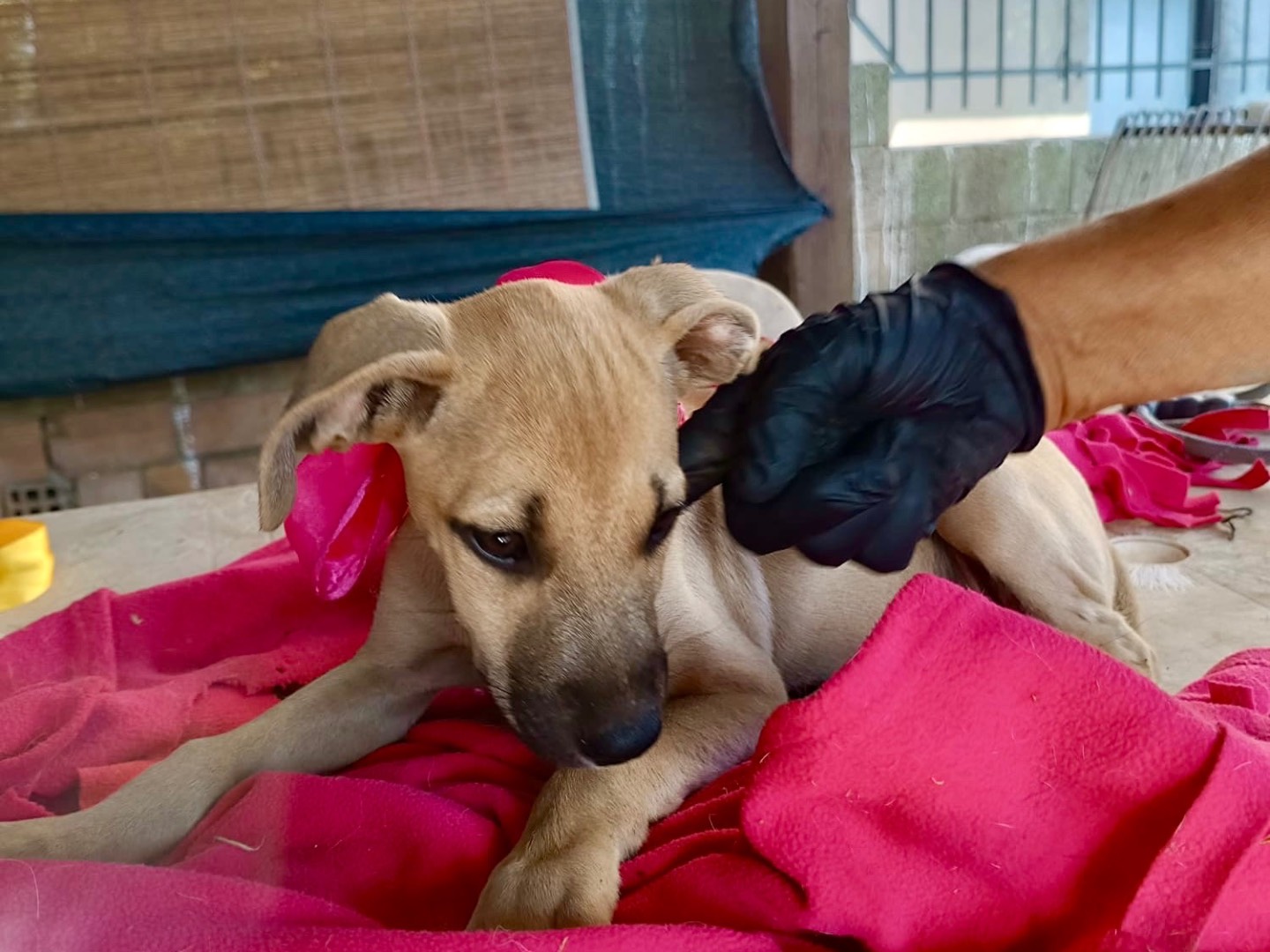 Adotta un cane, taglia media, femmina, Vibo