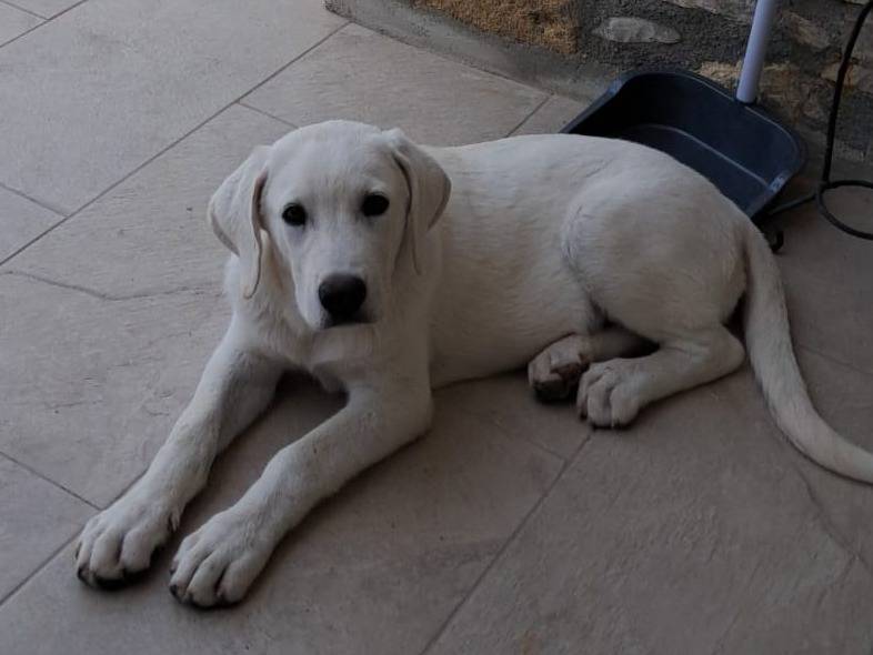 Adozione cane, maschio, Razza sconosciuta Labrador Retriever, 4 mesi, taglia grande, Palermo