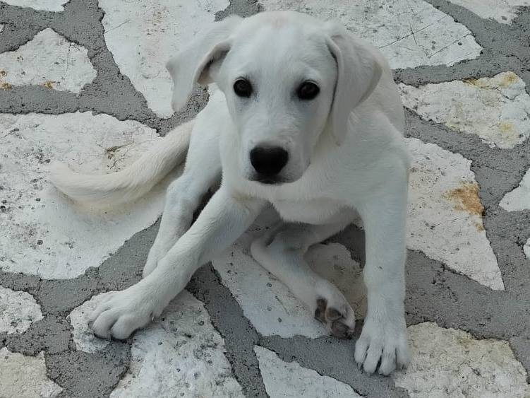 Adotta un cane, maschio, 4 mesi, Palermo