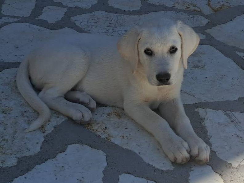 Adotta un cane, taglia grande, maschio, Palermo