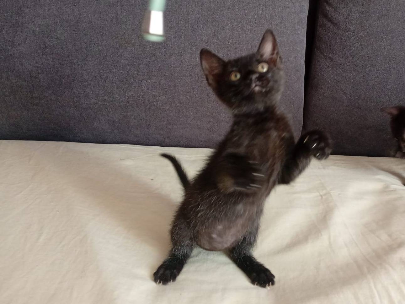 Adozione gatto, maschio, Razza sconosciuta Razza sconosciuta, 4 mesi, taglia non valida, Teramo