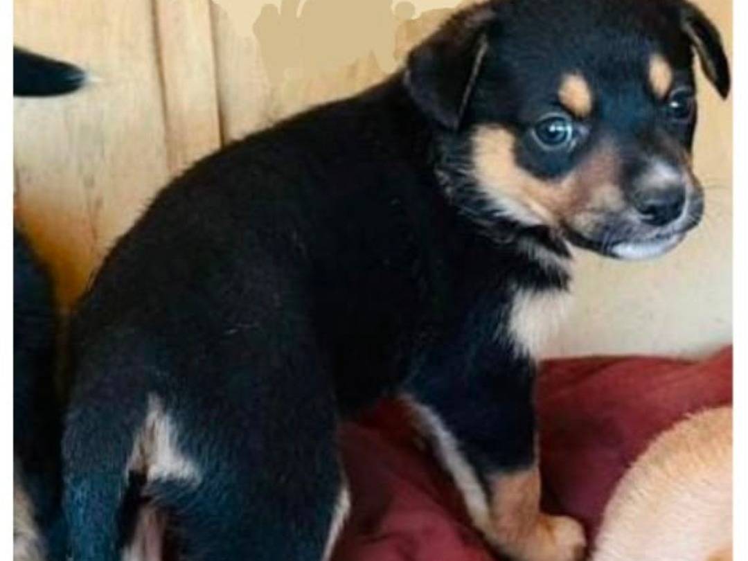 Adozione cane, maschio, Razza sconosciuta Razza sconosciuta, 4 mesi, taglia piccola, Ragusa
