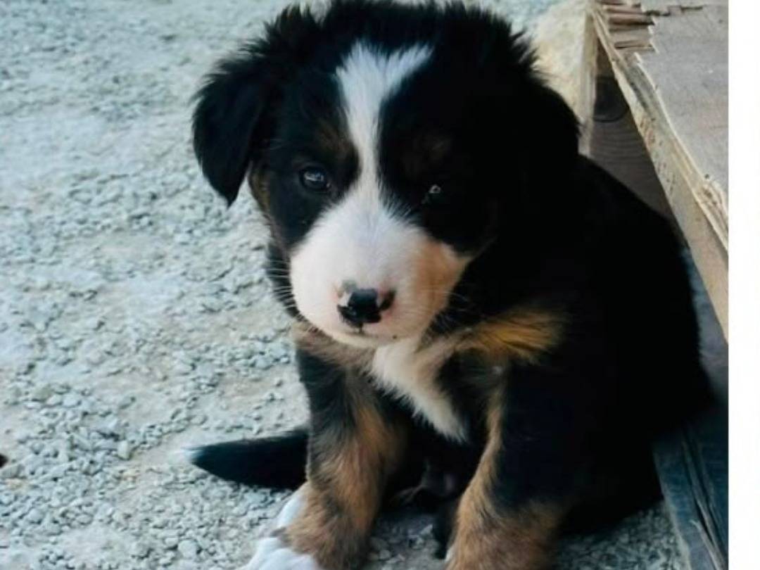 Adozione cane, maschio, Razza sconosciuta Razza sconosciuta, 4 mesi, taglia piccola, Ragusa