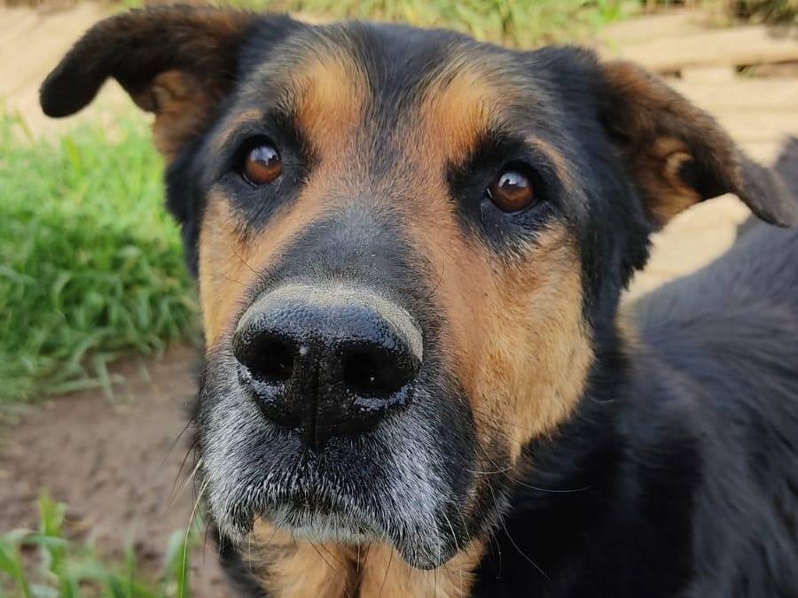 Adozione cane, maschio, Razza sconosciuta Razza sconosciuta, 7 anni e 4 mesi, taglia grande, Roma