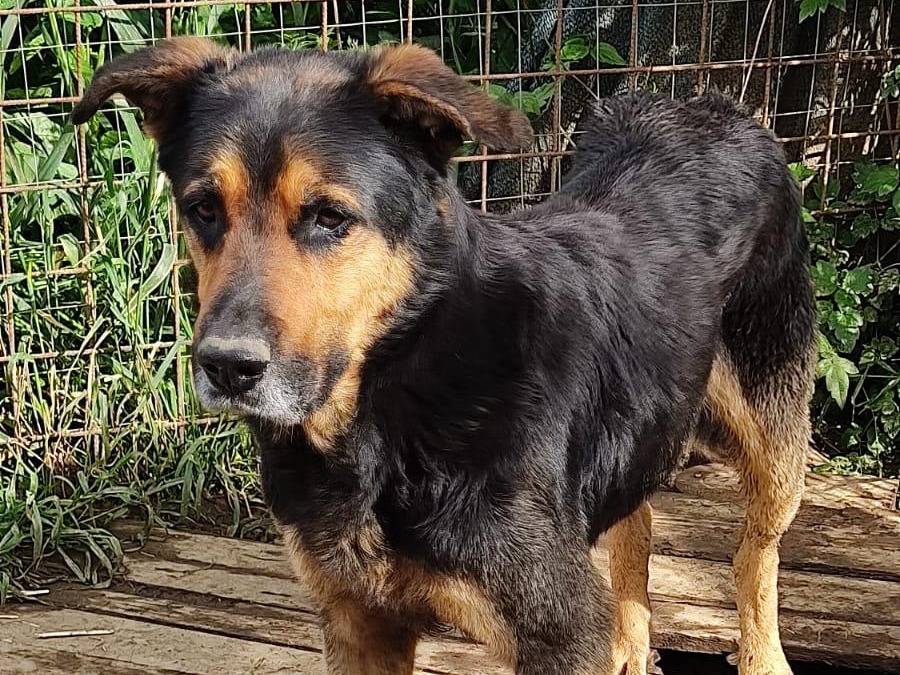 Adotta un cane, maschio, 7 anni e 4 mesi, Roma